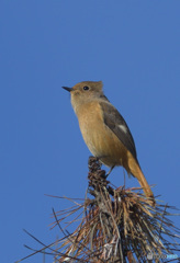 本日のジョウビタキさん