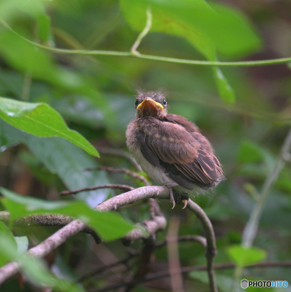 サンコウチョウの幼鳥