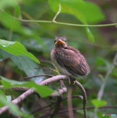 サンコウチョウの幼鳥