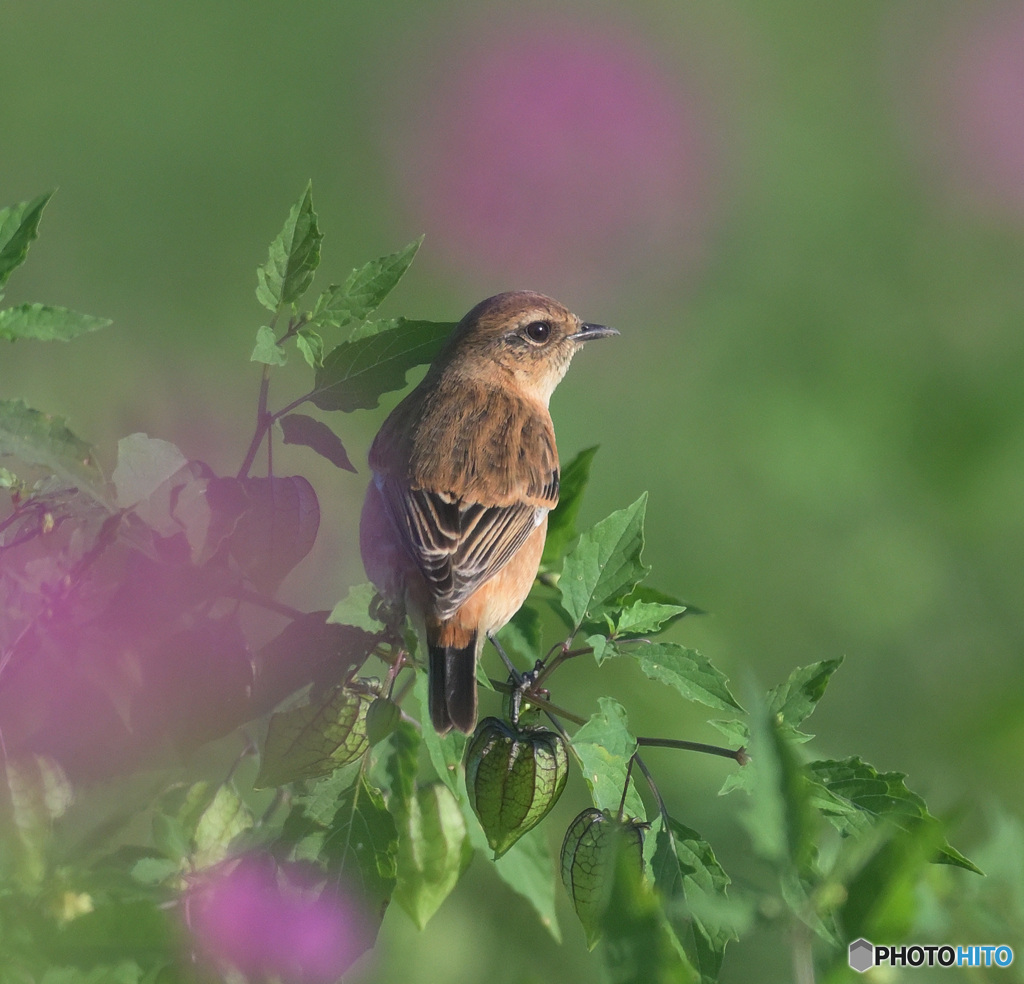 秋桜にノビタキ㉚