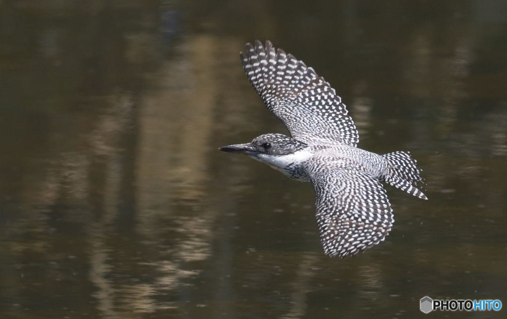 ヤマセミの背打ち