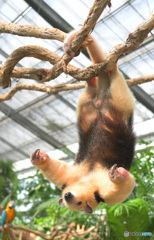 やんちゃなコアリクイさん②