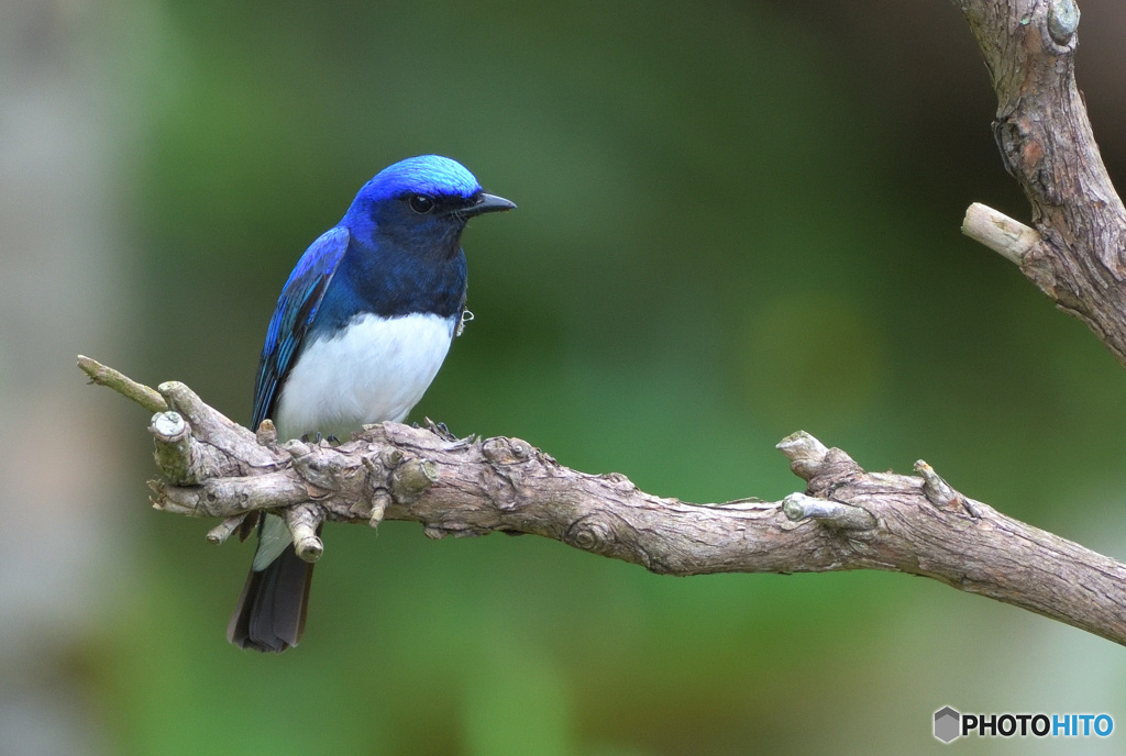 オオルリくんⅢ