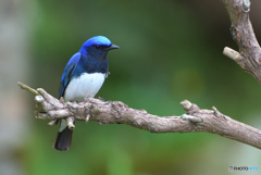 オオルリくんⅢ