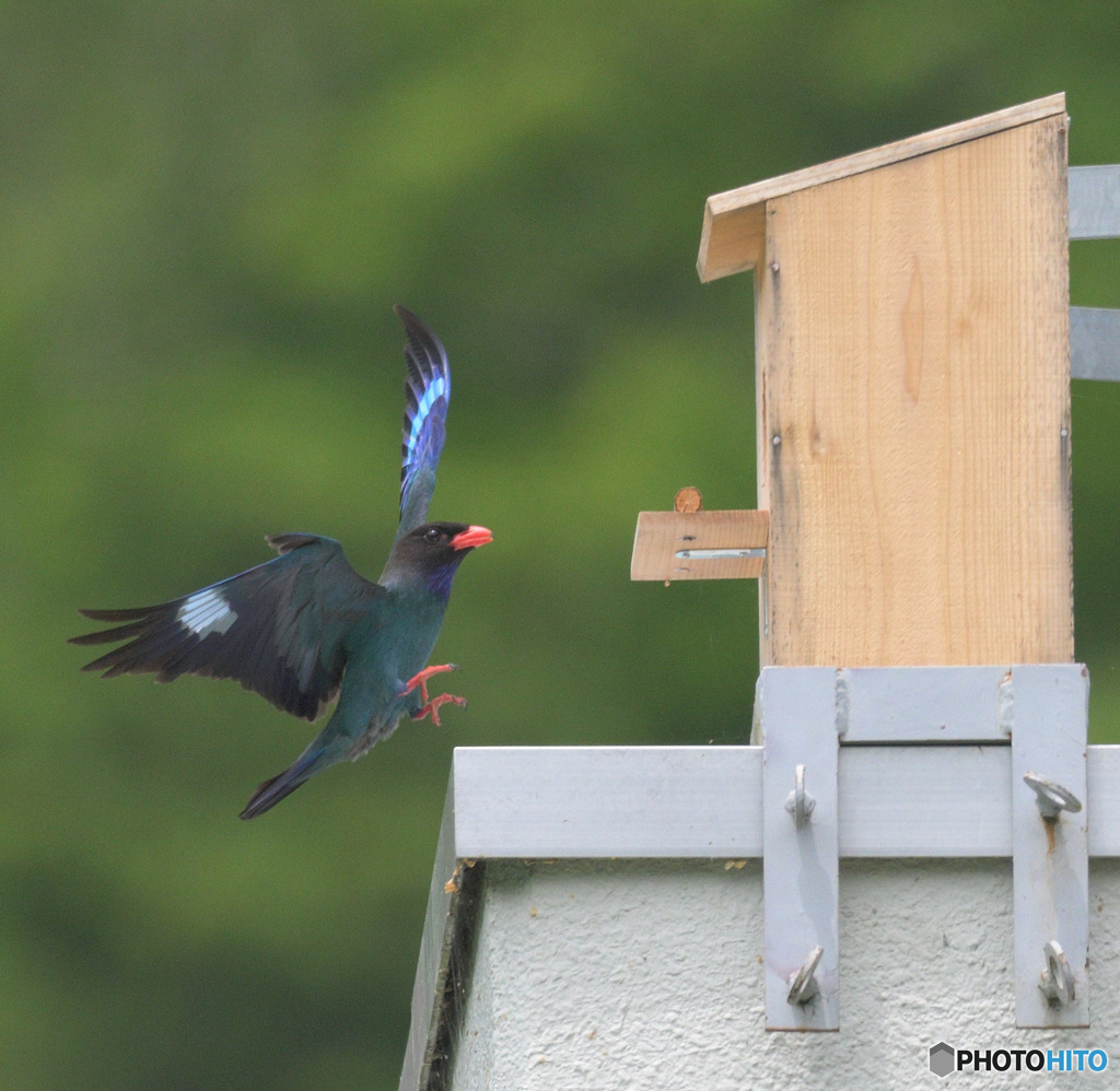Z9でブッポウソウ④