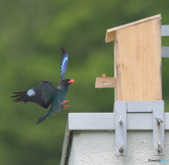 Z9でブッポウソウ④