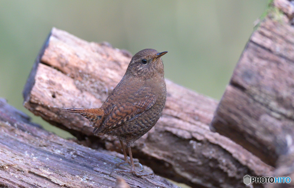 ミソサザイ2020②