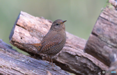 ミソサザイ2020②