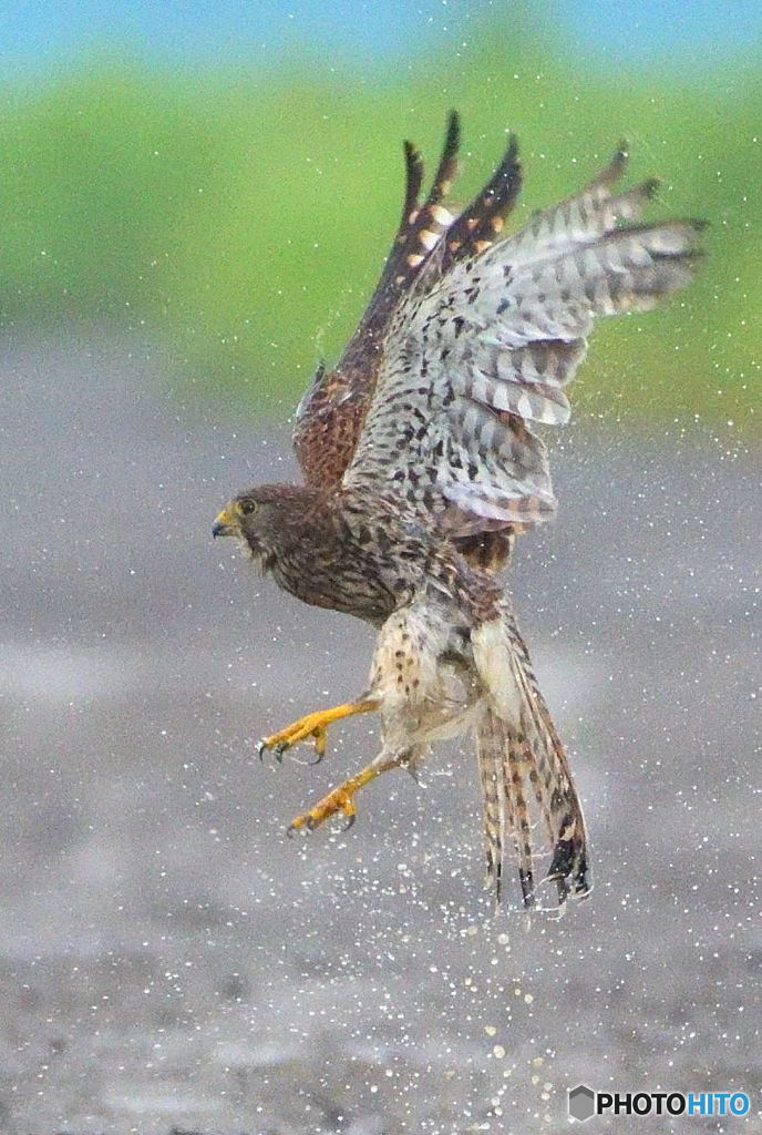 水も滴るチョウゲンボウ