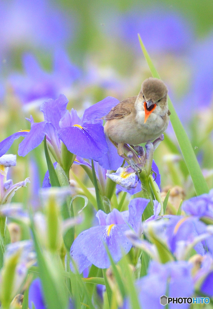 菖蒲にオオヨシキリ㊲