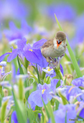 菖蒲にオオヨシキリ㊲