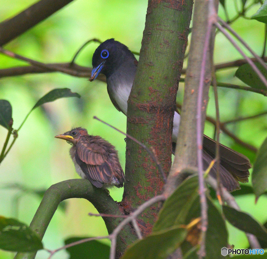 サンコウチョウの親子⑧