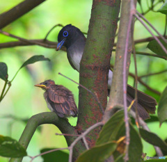 サンコウチョウの親子⑧