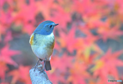 紅葉にルリビタキ④