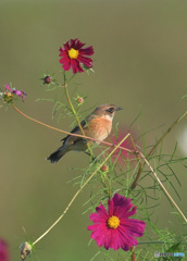 秋桜にノビタキ⑯
