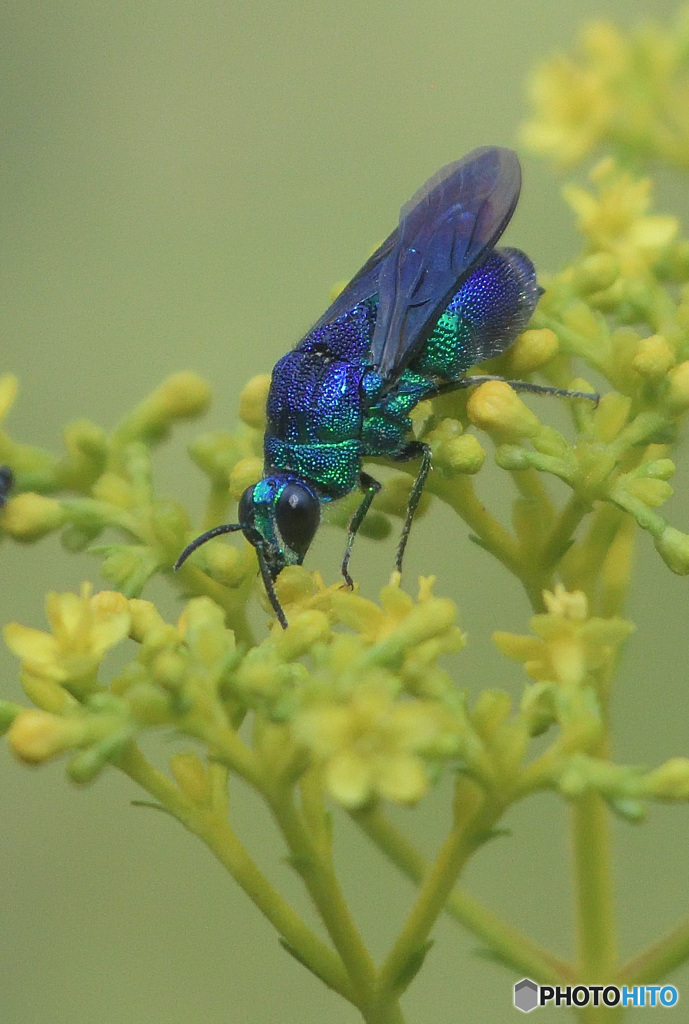 オオセイボウ2024③