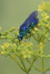 オオセイボウ2024③