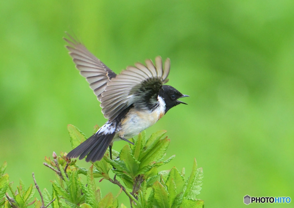 6月ノビタキ君②