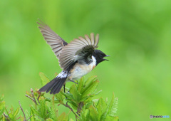 6月ノビタキ君②