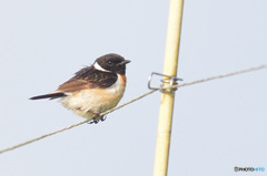 夏のノビタキくん④