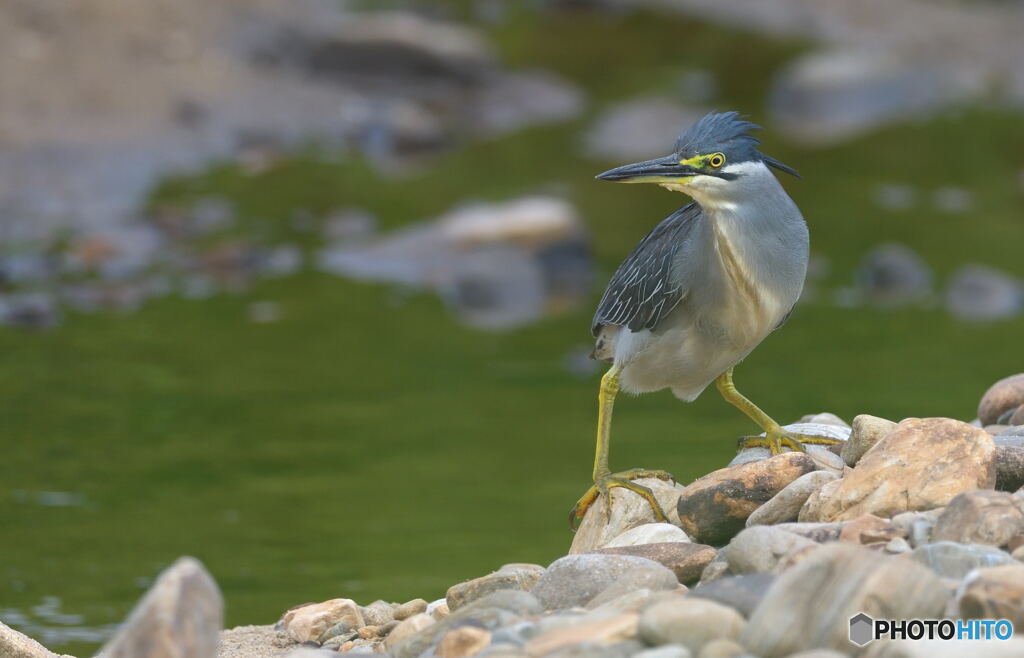 ササゴイのポートレート