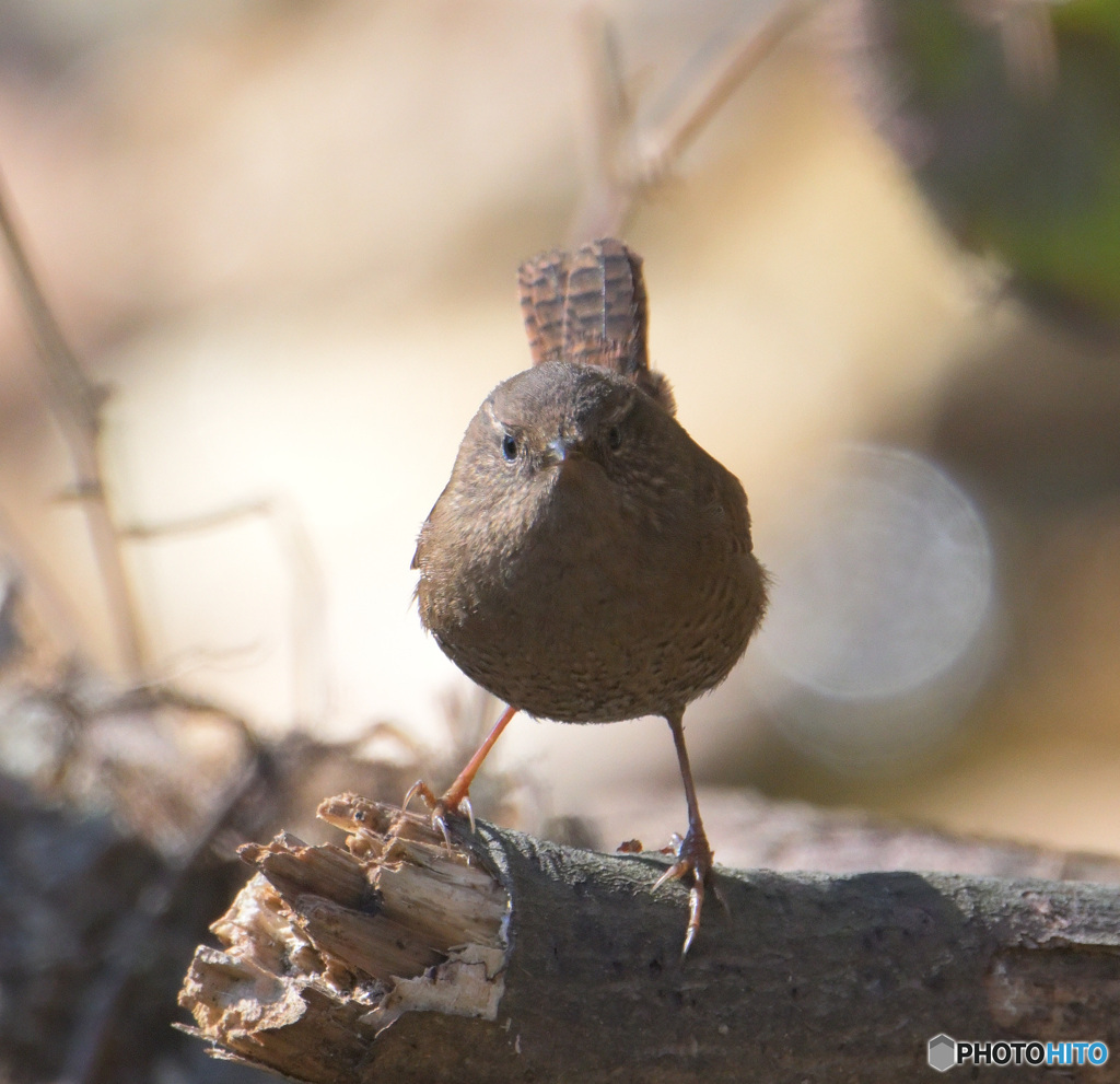 カメラ目線のミソサザイ