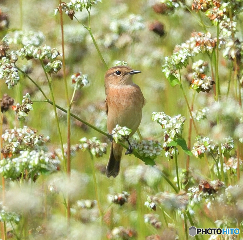 蕎麦にノビタキ②