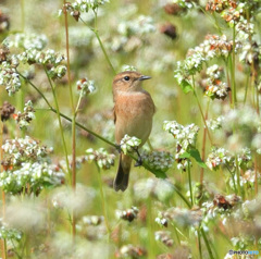 蕎麦にノビタキ②