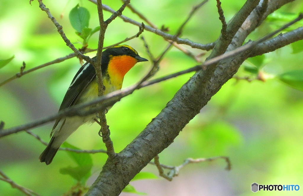 本日のキビタキさん