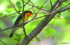 本日のキビタキさん