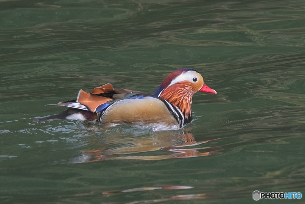 本日のオシドリ君