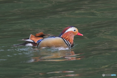 本日のオシドリ君