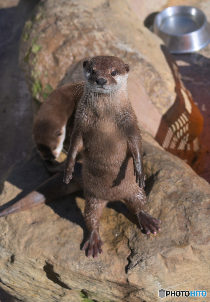 禰豆子ちゃんはボクが守る!