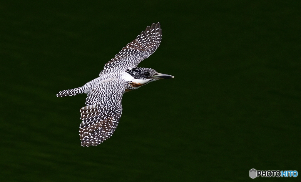 やまちゃんのローパスⅡ