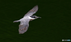 やまちゃんのローパスⅡ