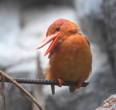 上野のリュウキュウアカショウビン③