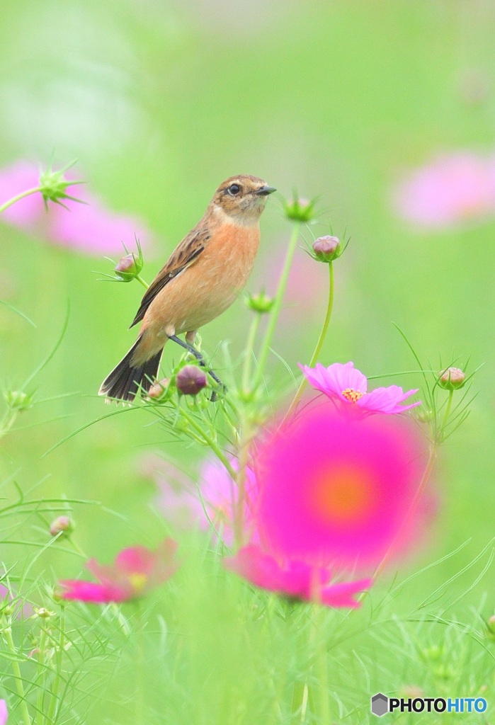 秋桜にノビタキⅡ