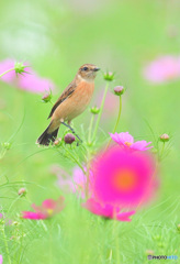 秋桜にノビタキⅡ