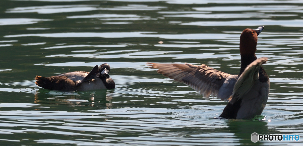 クビワキンクロとスズガモ