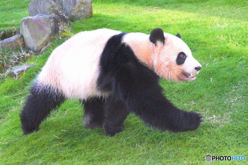 ダッシュ！パンダさん