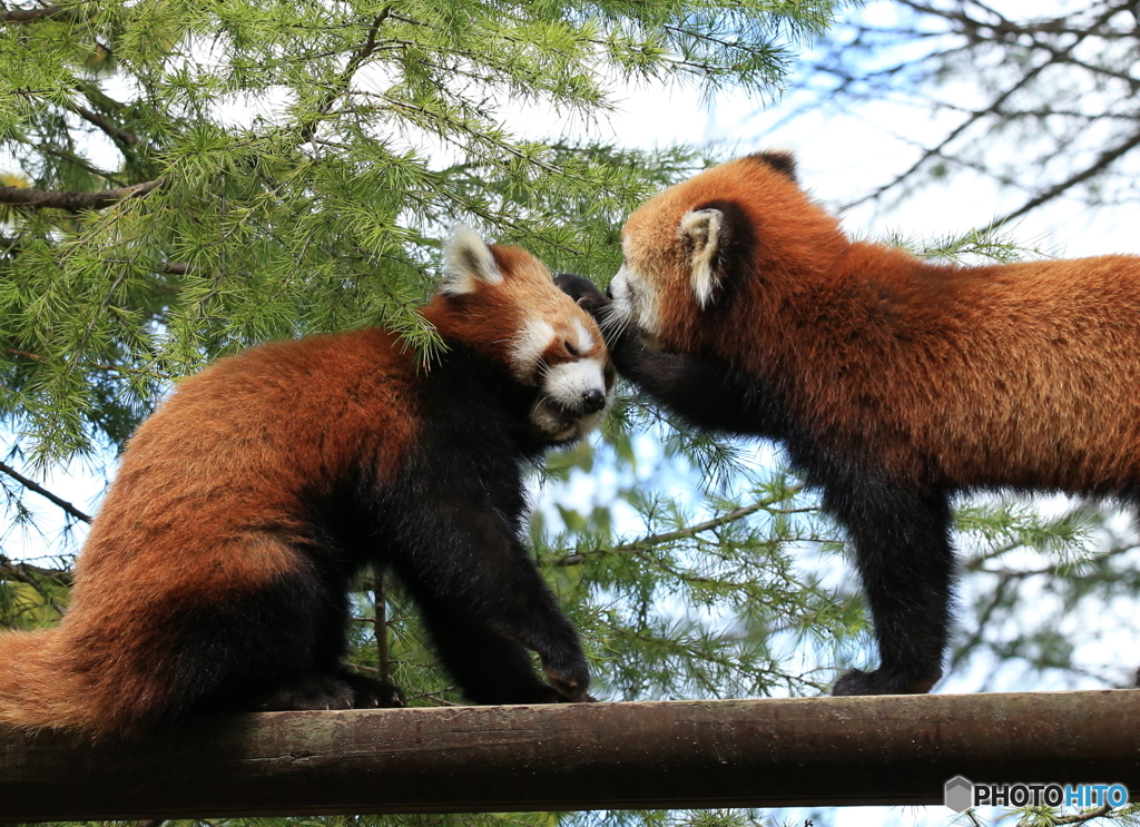 「なんだか熱っぽいの」「どれどれ」