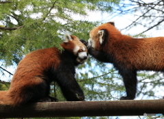 「なんだか熱っぽいの」「どれどれ」