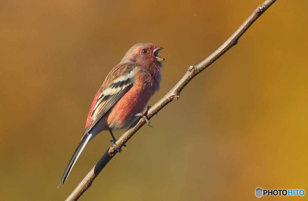 囀るベニマシコ君