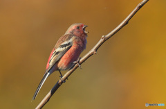 囀るベニマシコ君