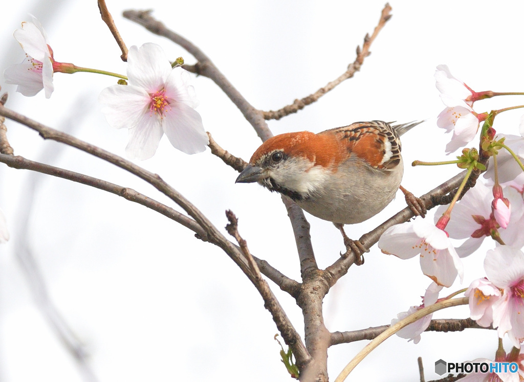 桜にニュウナイスズメⅡ