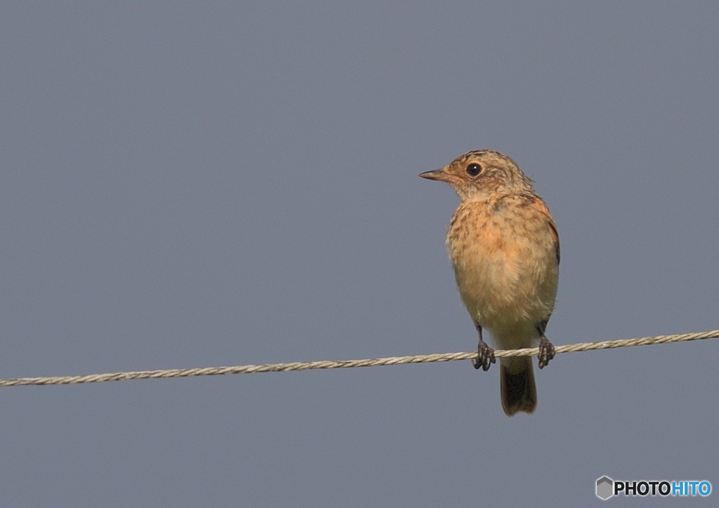 ノビタキの幼鳥さん