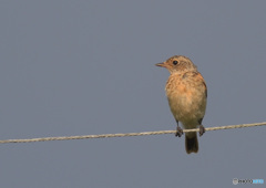 ノビタキの幼鳥さん