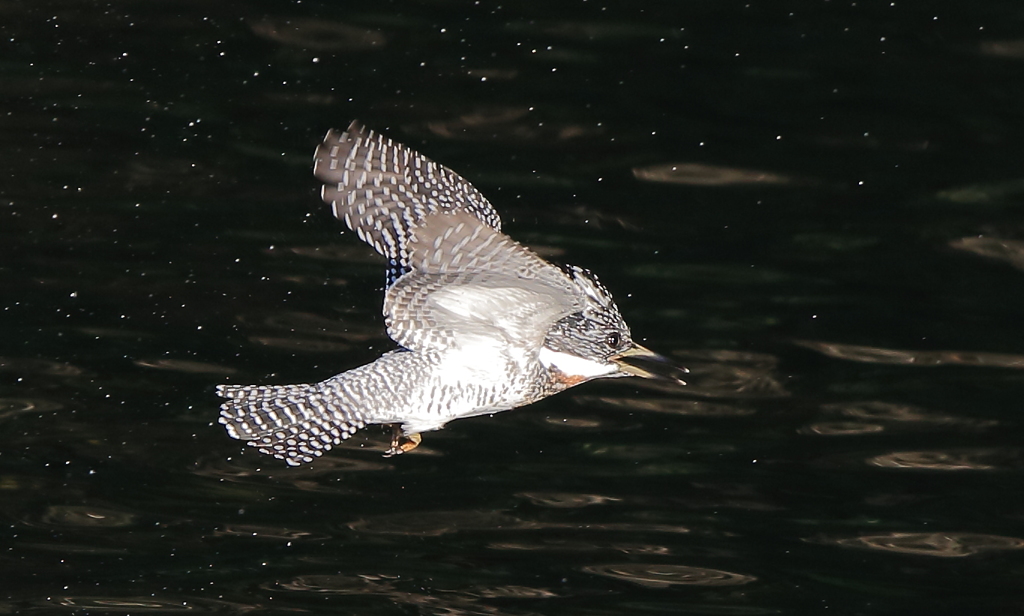 元気なヤマちゃん