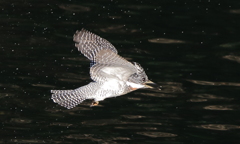 元気なヤマちゃん