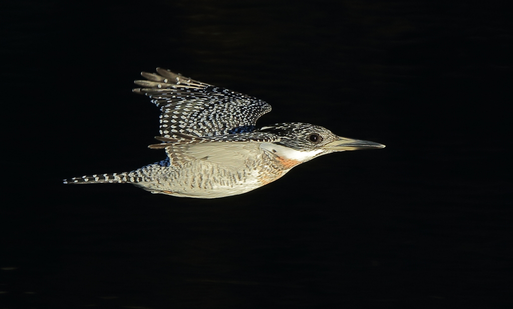本日のローパス(20161203）